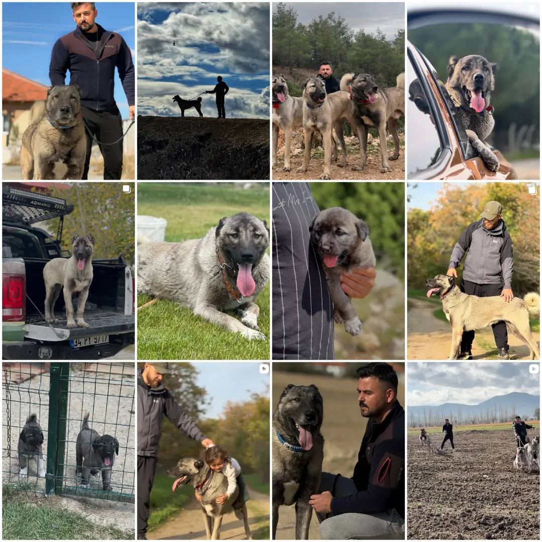 Anadolu Kangal instagram hesabı görüntüsü