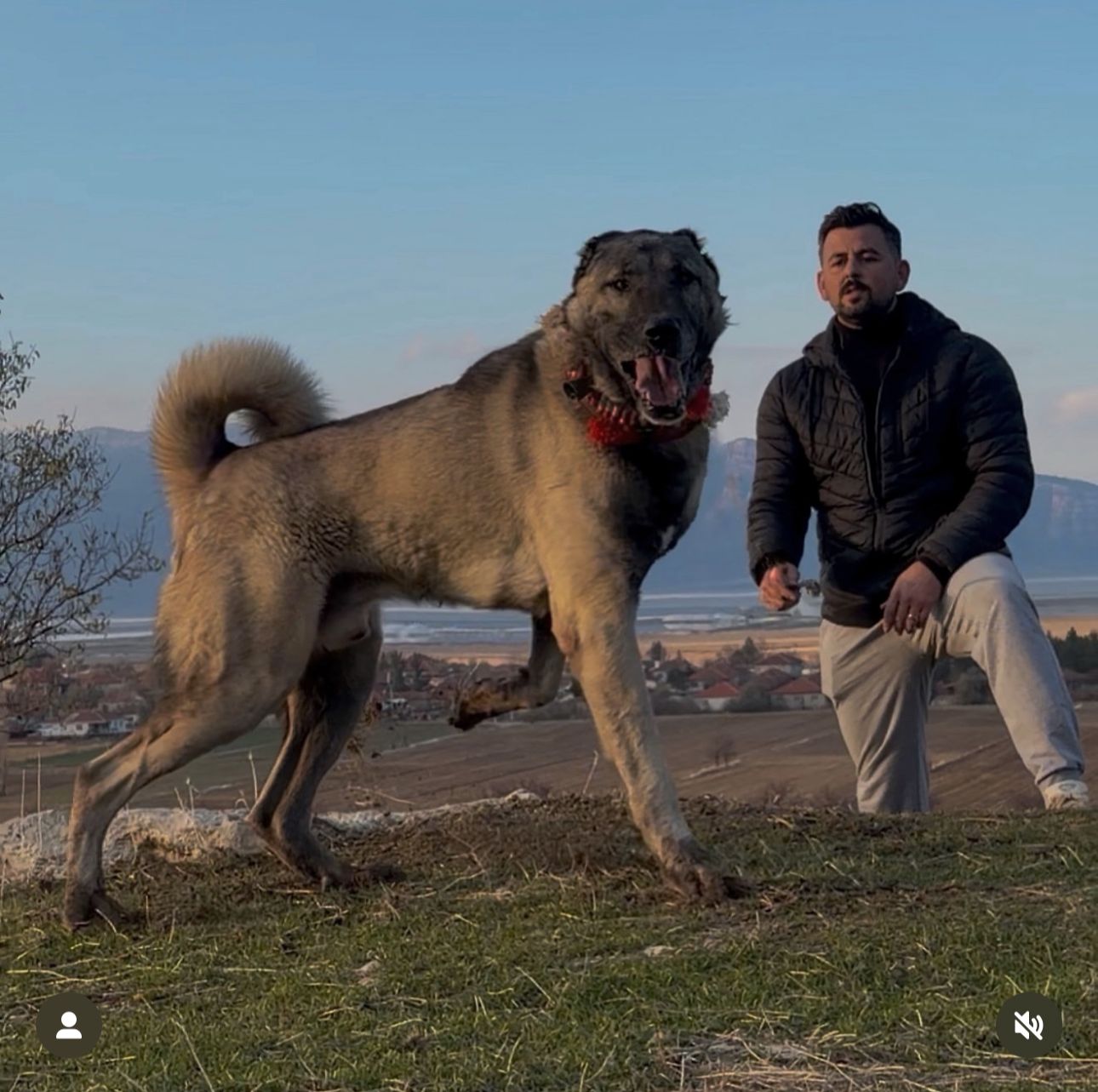 asya  kangal köpek