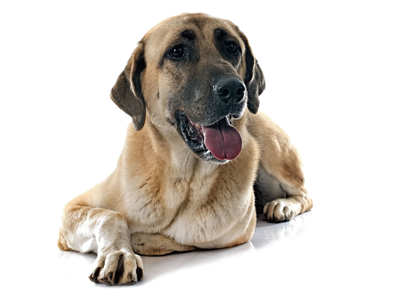 yerde uzanmış yatan dili dışarda kangal köpek