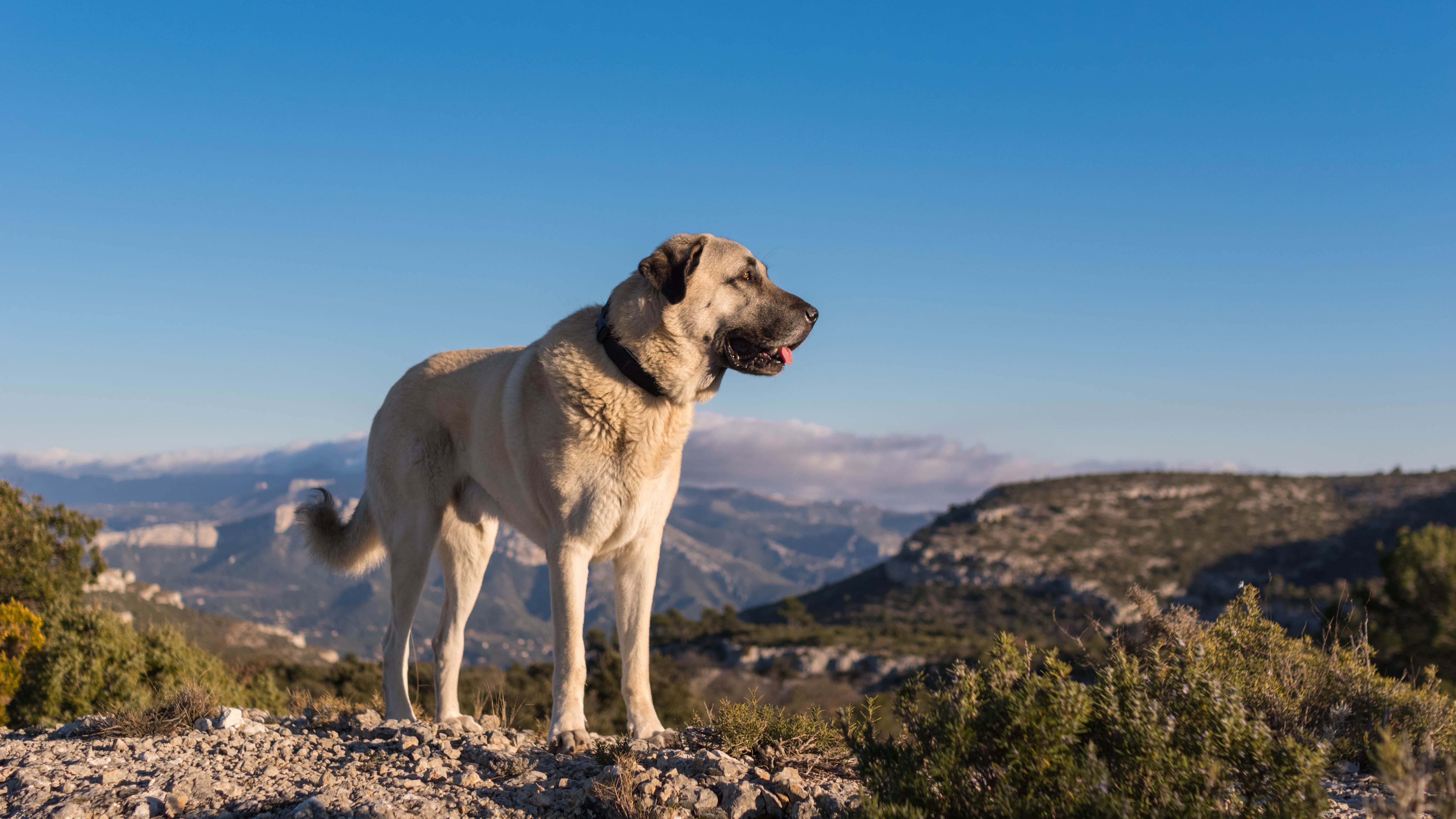 Kangal köpeği fotoğrafları