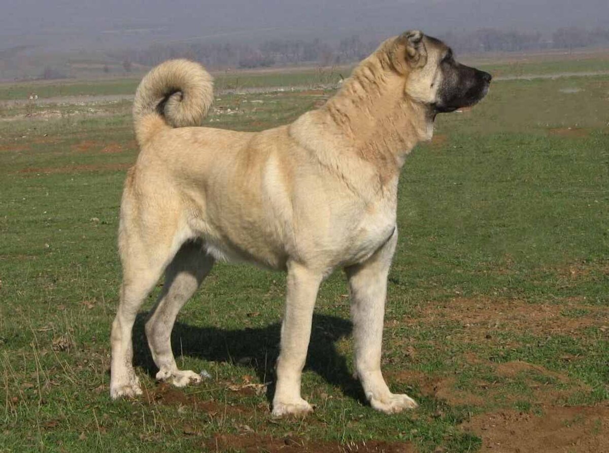 Kangal köpeği fotoğrafları