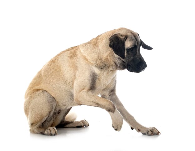patisi ile yeri eşeleyen oturan kangal köpeği