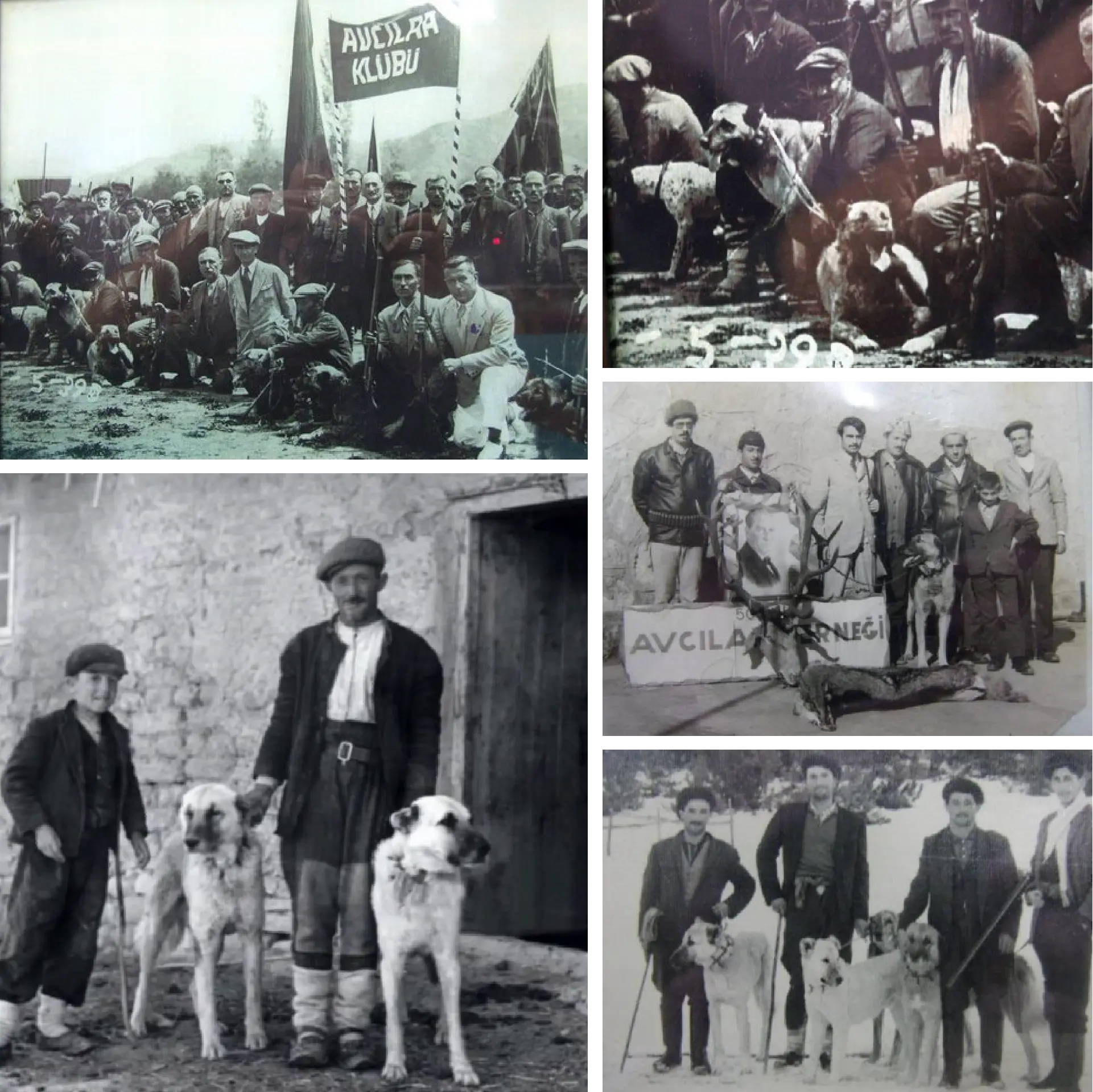 kangal köpeğinin tarihteki eski fotoğrafları