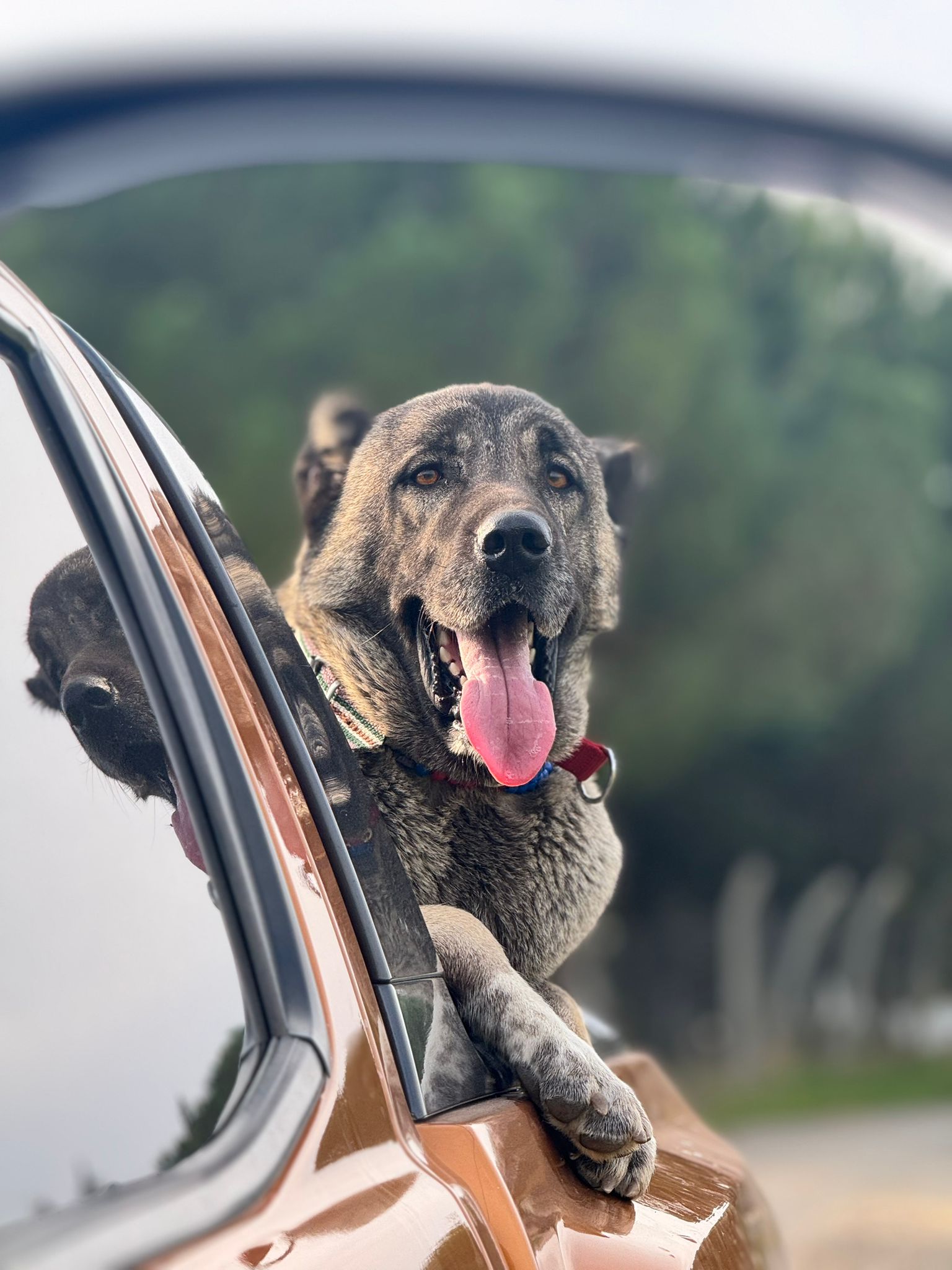 maraşlı deli dağgül kangal köpek