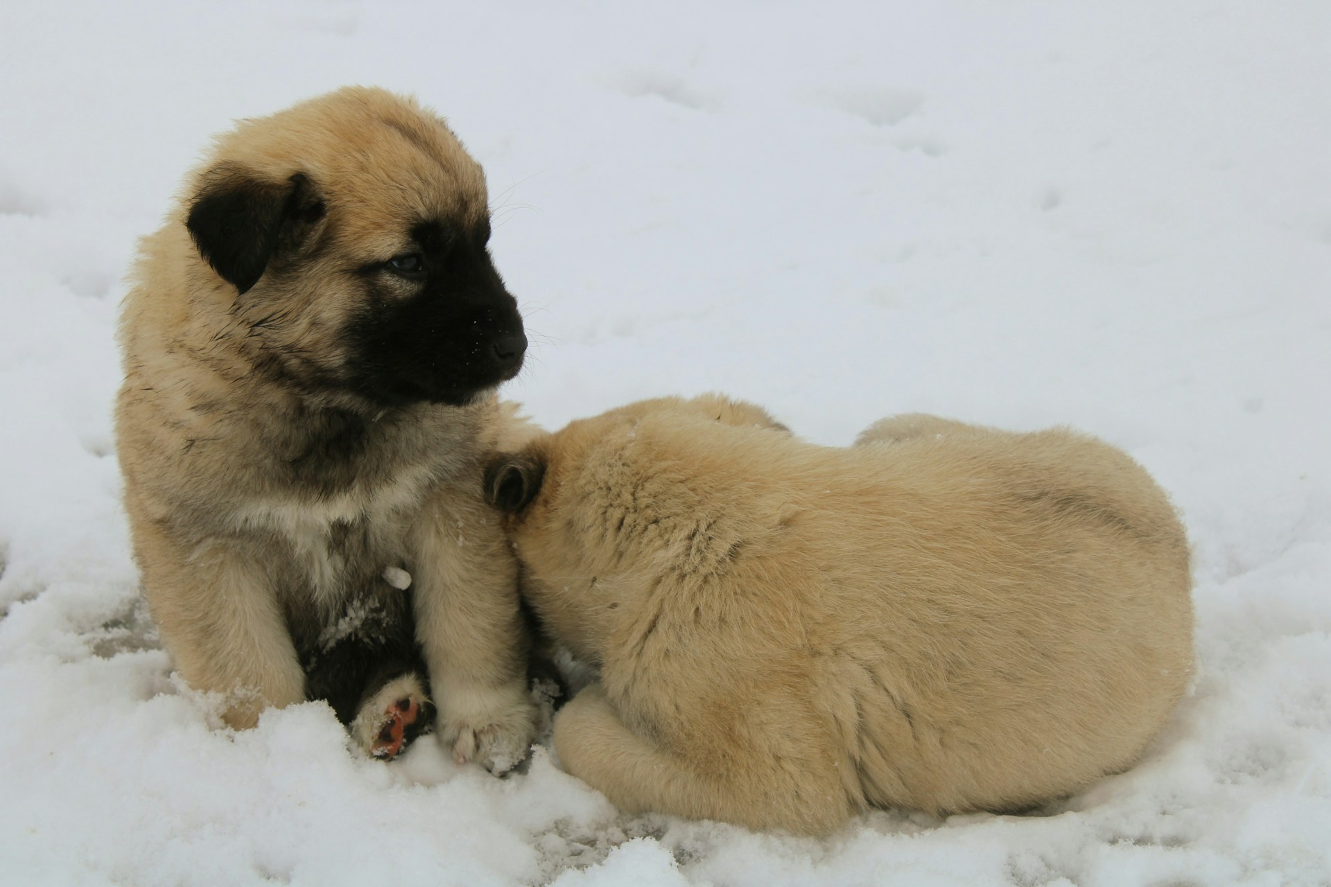 yavru kangal köpekleri